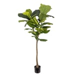 Mr Plant, Fiolfikus kruka 150 cm