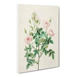Pompon Roses In Pink By Pierre Joseph Redoute Vintage Canvas Wall Art Print Ready to Hang, Framed Picture for Living Room Bedroom Home Office Décor, 24x16 Inch (60x40 cm)