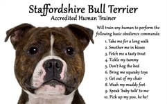 Staffordshire Bull Terrier Gift - Accredited Human Trainer Fridge Magnet - Large Fun flexible Fridge Magnet- size 16cms x 10 cms (approx. 6" x4")