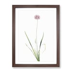 Mouse Garlic Flower By Pierre Joseph Redoute Vintage Framed Wall Art Print, Ready to Hang Picture for Living Room Bedroom Home Office Décor, Walnut A4 (34 x 25 cm)