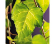 Kaukasisk Murgröna OMNIA GARDEN Hedera colchica 'Sulphur Heart' 10-pack