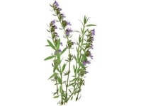 Click Grow Click &Amp  Grow Smart Garden Utfyllnad Hyssop 3 St