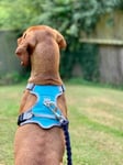 Henry Wag Dog Travel Harness Blue/Grey Medium