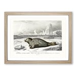 Seal Illustration By Charles D' Orbigny Vintage Framed Wall Art Print, Ready to Hang Picture for Living Room Bedroom Home Office Décor, Oak A4 (34 x 25 cm)