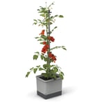 Tom Tomato - Tomato Pot - 4.5 L Water Tank - Self-Watering - Climbing Support - Fastening Clips - 20 L Soil - Drainage Holes - Climbing Plants - Planter Plant Tower - all-in-one (Light Gray)