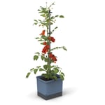 Tom Tomato - Tomato Pot - 4.5 L Water Tank - Self-Watering - Climbing Support - Fastening Clips - 20 L Soil - Drainage Holes - Climbing Plants - Planter Plant Tower - all-in-one (Blue)
