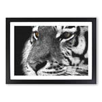 Big Box Art Eyes of The Tiger Painting Framed Wall Art Picture Print Ready to Hang, Black A2 (62 x 45 cm)