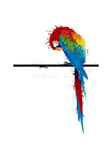 Wee Blue Coo Dt Paint Splat Perroquet Oiseau Cadre en Bois Impression Murale