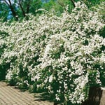 Omnia Garden Buske Bukettspirea 80-100 cm Spirea Vanhouttei 101015-50