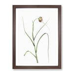 Garlic Flower In Bloom By Pierre Joseph Redoute Vintage Framed Wall Art Print, Ready to Hang Picture for Living Room Bedroom Home Office Décor, Walnut A3 (34 x 46 cm)