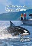 - Orca in Open Water Bok