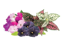 Click and Grow Smart Garden Refill 9-pack Vibrant Flower Mix