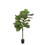 Mr Plant, Fiolfikus 120 cm