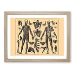 Encyclopaedia Human Biology Skeleton No.1 Vintage Framed Wall Art Print, Ready to Hang Picture for Living Room Bedroom Home Office Décor, Oak A2 (64 x 46 cm)