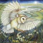 Silent Hunter  - Art Blank Greeting / Birthday Card  - Barn Owl in Flight Birds 