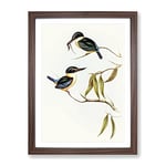 Sacred Halcyon Kingfishers By Elizabeth Gould Vintage Framed Wall Art Print, Ready to Hang Picture for Living Room Bedroom Home Office Décor, Walnut A2 (64 x 46 cm)