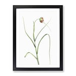 Garlic Flower In Bloom By Pierre Joseph Redoute Vintage Framed Wall Art Print, Ready to Hang Picture for Living Room Bedroom Home Office Décor, Black A4 (34 x 25 cm)