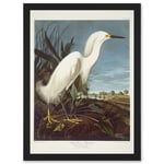 Painting Bird Audubon Snowy Heron Egret Artwork Framed Wall Art Print A4