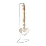 WPY Human Spine Model,Life Size Spinal Cord Model Made of Durable PVC Material Come with Base, Suitable for Teaching