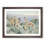 W Kuhnert Gazelle Vintage Framed Wall Art Print, Ready to Hang Picture for Living Room Bedroom Home Office Décor, Walnut A2 (64 x 46 cm)