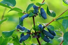 Blåbärstry lat. Lonicera kamtshatica 'Duet'