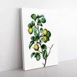 Big Box Art Pear Tree by Pierre-Joseph Redoute Canvas Wall Art Print Ready to Hang Picture, 76 x 50 cm (30 x 20 Inch), White, Green, Beige, Green, Yellow