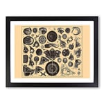 Encyclopaedia Human Biology Eyes No.1 Vintage Framed Wall Art Print, Ready to Hang Picture for Living Room Bedroom Home Office Décor, Black A2 (64 x 46 cm)