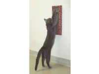 Cat Wall Scratcher 1 st