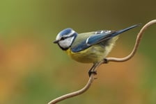 Little Blue Tit In Spring Poster 21x30 cm