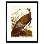 Wee Blue Coo PAINTINGS DRAWING ANIMAL BIRD WILD TURKEY COOL BLACK FRAMED ART PRINT B12X9770