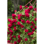 Rosor Kordesii-Ros Flammentanz (Korflata) Barrot Omnia Garden