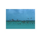 Flamingos In Curacao