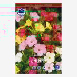 Underblomma