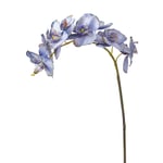 Tige d'orchidée phalaenopsis artificielle bleue H100