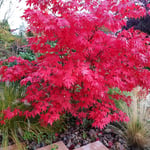 @plant Prydnadsträd Japansk Lönn @Plant Osakazuki Acer palmatum 'Osakazuki', sol.100-125 co/kl