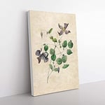 Big Box Art Clematis Flowers by Pierre-Joseph Redoute Canvas Wall Art Print Ready to Hang Picture, 76 x 50 cm (30 x 20 Inch), Beige, Grey, Green, Grey