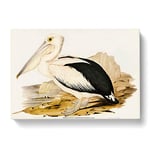 Australian Pelican By Elizabeth Gould Vintage Canvas Wall Art Print Ready to Hang, Framed Picture for Living Room Bedroom Home Office Décor, 76x50 cm (30x20 Inch)