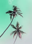 Komar Tableau Mural | Palms de Miami | Poster Image pour Salon, Chambre à Coucher, décoration Artistique | sans Cadre | P115-50x70 | Dimensions : 50 x 70 cm (Largeur x Hauteur)