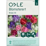 Odle 'knee-hi' Blomsterert Frø