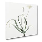 Hairy Garlic Flowers by Pierre Joseph Redoute Vintage Canvas Wall Art Print Ready to Hang, Framed Picture for Living Room Bedroom Home Office Décor, 20x20 Inch (50x50 cm)