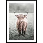 Gallerix Poster Highland Cow 70x100 5328-70x100