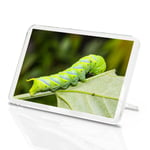 Green Caterpillar Classic Fridge Magnet - Bug Moth Butterfly Cool Gift #15936