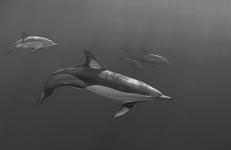 Mama And Baby Out Dolphin Poster 70x100 cm