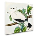 Torres Strait Fruit Pigeon Bird by Elizabeth Gould Vintage Canvas Wall Art Print Ready to Hang, Framed Picture for Living Room Bedroom Home Office Décor, 20x20 Inch (50x50 cm)