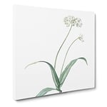 Spring Garlic Flowers by Pierre Joseph Redoute Vintage Canvas Wall Art Print Ready to Hang, Framed Picture for Living Room Bedroom Home Office Décor, 20x20 Inch (50x50 cm)