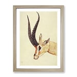 Vintage H Johnston Grant'S Gazelle Vintage Framed Wall Art Print, Ready to Hang Picture for Living Room Bedroom Home Office Décor, Oak A3 (34 x 46 cm)