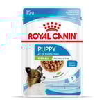 Royal Canin X-Small Puppy i sås - Ekonomipack: 24 x 85 g