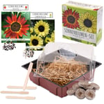 Set de plantation de tournesol - set de mini-serre, graines de tournesol & terre - idée de cadeau durable pour les amoureux des plantes (Éclipse + Jaune citron vert)