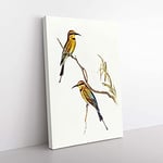 Big Box Art Australian Bee-Eater by Elizabeth Gould Canvas Wall Art Print Ready to Hang Picture, 76 x 50 cm (30 x 20 Inch), White, Brown, Cream, Brown, Cream