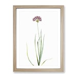 Rosy Garlic Flowers By Pierre Joseph Redoute Vintage Framed Wall Art Print, Ready to Hang Picture for Living Room Bedroom Home Office Décor, Oak A4 (34 x 25 cm)